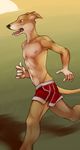  anthro biceps black_nose brown_fur canine clothing demicoeur dog fangs fur greyhound jogging kwikdog male mammal muscles nipples open_mouth pecs pose running shorts solo standing toned tongue tongue_out topless 