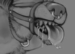  ambiguous_gender beard blindfold canine collar cubi dripping facial_hair facial_piercing male mammal monochrome muzzle_(object) muzzled nose_piercing piercing saliva teeth tongue tongue_out 