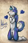  amwulf anthro balls blush canine collar dog husky kneeling looking_at_viewer male mammal nude sheath solo 