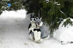  couple dog down duo front_view fursuit hug husky looking_at_viewer mammal outside photo real sitting 
