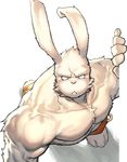  angry anthro back biceps chest_tuft clothing frown fur lagomorph looking_at_viewer male mammal muscles paws pecs plain_background pose rabbit shorts sleez solo standing teeth toned topless tuft white_background white_eyes white_fur 