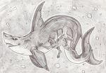  canine claspers female fish greyscale interspecies killveous male mammal marine monochrome penetration shark size_difference straight underwater water 