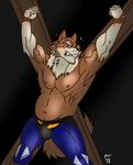  abs anthro bdsm biceps big_muscles black_nose bondage bound canine elek_(character) fur hair hentist jag_knight12 male mammal muscles pecs pose solo vein wolf 