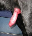  canine dog erection knot penis yummy 