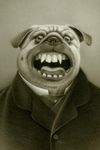  black_and_white canine looking_at_viewer mammal monochrome nightmare_fuel open_mouth pug sepia solo suit tongue travis_louie 