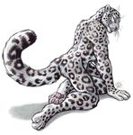  4_toes anthro blotch butt cat claws digitigrade feline hindpaw invalid_tag leopard male mammal muscles nude pawpads paws plain_background presenting snow_leopard soles solo toes tongue white_background 