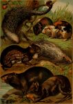 1897 19th_century absurd_res agouti ambiguous_gender ancient_art brazilian_porcupine capybara caviid claws coendou feral fur group guinea_pig hi_res hugh_craig mammal new_world_porcupine paca paws plant porcupine prehensile_tail public_domain quadruped quills rodent whiskers