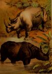 1897 19th_century absurd_res ambiguous_gender ancient_art duo feral hi_res horn hugh_craig indian_rhinoceros mammal partially_submerged plant public_domain quadruped rhinoceros shadow water white_rhinoceros