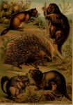 1897 19th_century absurd_res ambiguous_gender ancient_art brown_body brown_fur buckteeth chinchilla chinchillid claws feral fur group hi_res hugh_craig mammal nutria_(rodent) paws plant porcupine public_domain quadruped quills rodent tail teeth whiskers