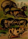 1897 19th_century absurd_res ambiguous_gender ancient_art babirusa domestic_pig feral group hi_res hooves hugh_craig mammal peccary plant public_domain quadruped suid suina sus_(pig) tail tail_tuft tuft tusks warthog wild_boar