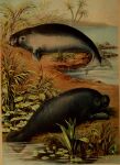 1897 19th_century absurd_res ambiguous_gender ancient_art dugong duo feral fin hi_res hugh_craig lily_pad mammal manatee marine partially_submerged plant public_domain sirenian tail tail_fin water
