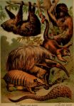 1897 19th_century absurd_res ambiguous_gender ancient_art anteater armadillo claws feral fur group hi_res hugh_craig mammal pangolin pilosan plant prehensile_tail public_domain quadruped sloth tongue tongue_out tree xenarthran