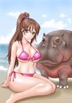  absurdres beach bikini breasts brown_eyes brown_hair day highres hippopotamus large_breasts long_hair original ponytail solo swimsuit yamanoi_gyakutarou 