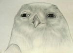  boron feral fusca1 guardians_of_ga&#039;hoole guardians_of_ga'hoole male owl portrait snowy_owl solo 