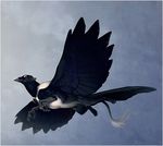  avian beak feral flying gryphon lhuneart magpie solo wings 