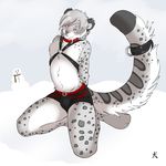  bulge collar feline harness leopard looking_at_viewer male mammal snow_leopard solo straydog topless underwear 