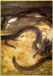  dragon feral j._r._r._tolkien smaug solo the_hobbit treasure wings 