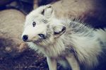  blue_eye brown brown_eye brown_eyes canine eye feral fox fur heterochromia invalid_color looking_at_viewer mammal real white white_fur 