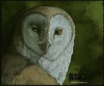  barn_owl feral hi_res owl portrait solo tatiilange 