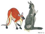  bigger_version_at_the_source duo erection female feral kangaroo male mammal marsupial penis plain_background straight tim_o&#039;rourke tim_o'rourke white_background 