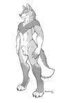  4_toes abs animal_genitalia anthro balls biceps canine canine_penis claws digitigrade fangs fur grey_fur grin male mammal monochrome muscles nipples nude pecs penis plain_background pose presenting richard_foley sheath sketch smile solo standing toe_claws toes white_background wolf 