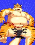  biceps blush body_markings chubby clothing embarrassed feline fur iwano male mammal markings musclegut muscles nipples open_mouth pubes solo spread_legs spreading tears tiger torn_clothing unknown_artist 