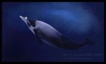  ambiguous_gender beaked_whale cetacean feral mammal marine solo undersea 