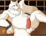  anthro balls beads biceps big_muscles canine chubby circumcised claws erection fox fur gingitsune gintaro looking_at_viewer male mammal muscles nude orange_(fruit) outside overweight pecs penis pose presenting scar sitting solo spread_legs spreading thegreatmatsutzu white_fur wristband 