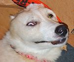  collar derp dog eyes feral great_pyrenees heterochromia lilly mammal nose real solo 