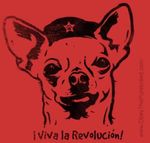  che_rivera chihuahua dog graffiti hat low_res mammal 