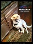  brownies canine collar dog humor kitchen labrador real real_picture smile smiles teeth 