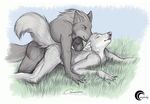  anal anal_penetration anthro canine claws crazy-husky duo eyes_closed from_behind fur gay grey_fur kashmere lying male mammal on_front penetration sex wolf 