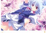  absurdres blue_hair cherry_blossoms from_below fumio_(ura_fmo) highres huge_filesize kuu_(lyrical_lyric) lyrical_lyric panties pantyshot red_eyes school_uniform short_hair solo underwear white_panties 