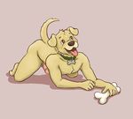  anthro bone canine chewycuticle collar dog erection male mammal nude penis solo 