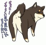  animal animal_focus anus dog from_behind glaring looking_back lowres no_humans nu_tarou original shiba_inu simple_background solo sweatdrop text_focus translated white_background 
