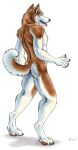 anthro blotch blue_eyes butt canid canine canis claws curled_tail digitigrade domestic_dog fingers fur husky male mammal nickel_(nordguard) nordguard nordic_sled_dog nude orange_body orange_fur pawpads siberian_husky simple_background solo spitz tail tongue tongue_out traditional_media_(artwork) white_background white_body white_fur