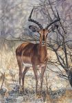  2012 antelope black-faced_impala black_eyes black_fur black_horn black_markings blaze_(marking) bovid branch brown_fur countershade_torso countershading detailed detailed_fur eye_markings eyelashes facial_markings feral front_view full-length_portrait fur grass horn impala inner_ear_fluff lighting long_horns looking_at_viewer male mammal markings multicolored_fur muzzle_(marking) nature outside painting_(artwork) photorealism portrait quadruped ridged_horn savanna shadow snout solo standing traditional_media_(artwork) tree twigs watercolor_(artwork) white_countershading white_fur white_markings willemsvdmerwe 