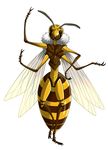  ambiguous_gender antennae arthropod compound_eyes daisuke fur insect multi_limb multiple_limbs plain_background solo wasp white_background wings 
