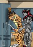  abs anal anal_penetration anthro biceps big_muscles body_markings cum cumshot erection feline fur gay interspecies karmakat lion locker_room male mammal markings muscles nude orgasm pecs penetration penis pose sex tiger wolfmaster 