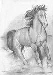  2013 ambiguous_gender black_markings blaze_(marking) equine feral foxia full-length_portrait galloping greyscale hair hooves horse mammal markings monochrome pencil_(art) plain_background quadruped socks_(marking) solo three-quarter_portrait traditional_media white_background white_markings 