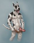  abs animal_genitalia anthro balls biceps canine canine_penis dog erection fur great_dane knot male mammal morticus muscles nipples nude pecs penis pose presenting sheath solo standing tongue tongue_out topless underwear undressing vein 