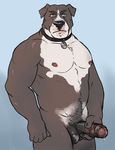  adios anthro balls biceps blue_eyes canine chest_tuft chubby collar dog dripping erection fur humanoid_penis leaking looking_at_viewer male mammal musclegut muscles nipples nude pecs penis pitbull pose precum solo standing the_farewelled tuft uncut vein 