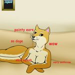  anthro black_lips breast_squish breasts canine dog doge female mammal meme shiba_inu shibe solo 