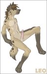  erection hyena keihound male mammal nude penis plain_background sitting solo white_background 