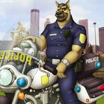  badge biceps canine city clothing dog german_shepherd headlights helmet looking_at_viewer male mammal motorcycle muscles pants police shirt uniform zexyz 