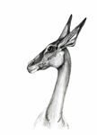  antelope black_eyes bust_portrait ears_up feral grey_sclera greyscale impala long_ears long_neck looking_at_viewer monochrome pencil_(art) plain_background pointy_ears portrait side_view snout solo traditional_media unknown_artist white_background 
