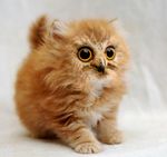  avian beak cat cub feline hidekiryuga orange_fur owl photo white_fur yellow_eyes young 