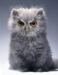  avian beak cat cub feline grey_fur hidekiryuga orange_eyes owl photo young 