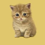  blue_eyes cat kitten lowres montan no_humans photorealistic solo 