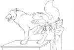  anthro_on_feral anus balls bestiality canine castration cheetahlover duo feral interspecies knot male mammal monochrome nightmare_fuel penis raised_leg shucked size_difference standing surgery wolf wounded 